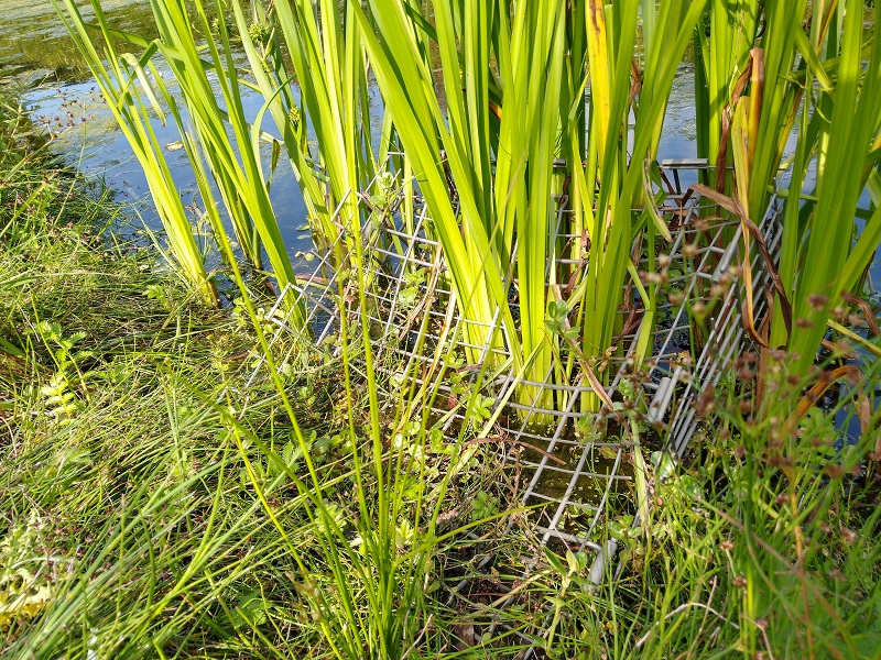 Het herstellen van biodiversiteit bij stedelijk water