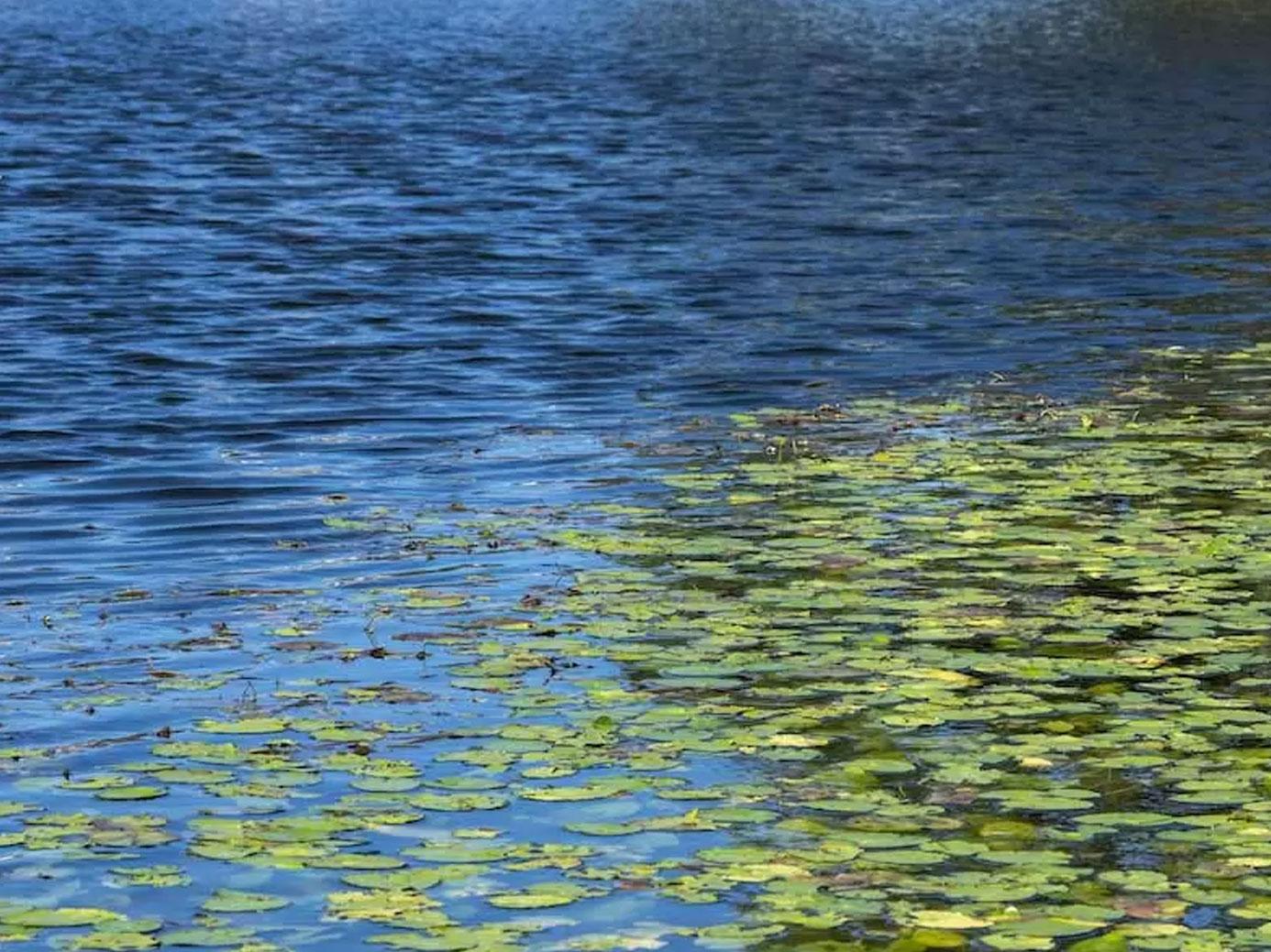 Sliblaag vijver verwijderen in Reijerpark Ridderkerk