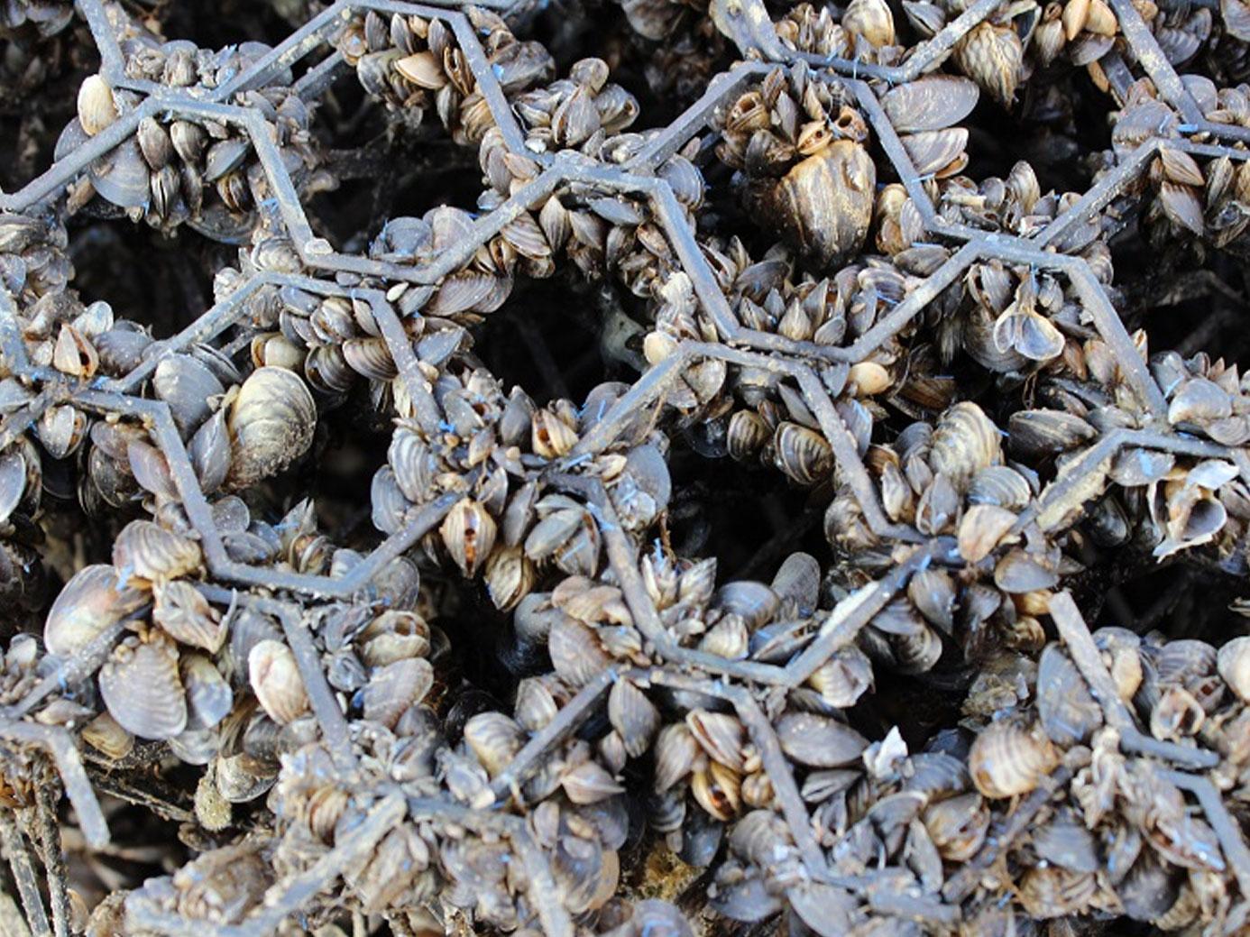 Quaggamosselen tegen blauwalg