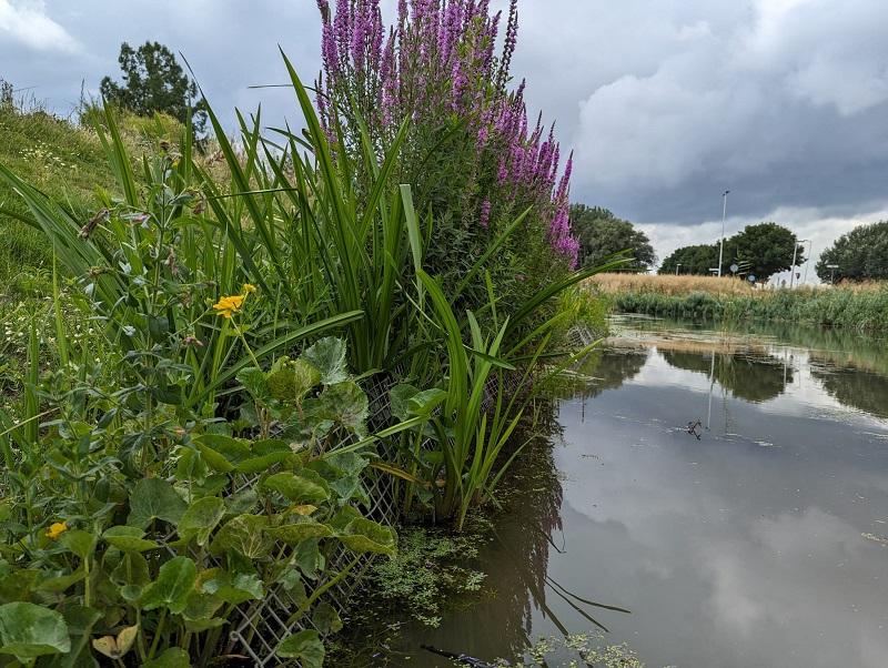 Aanplant waterplanten NVO Spijkenisse