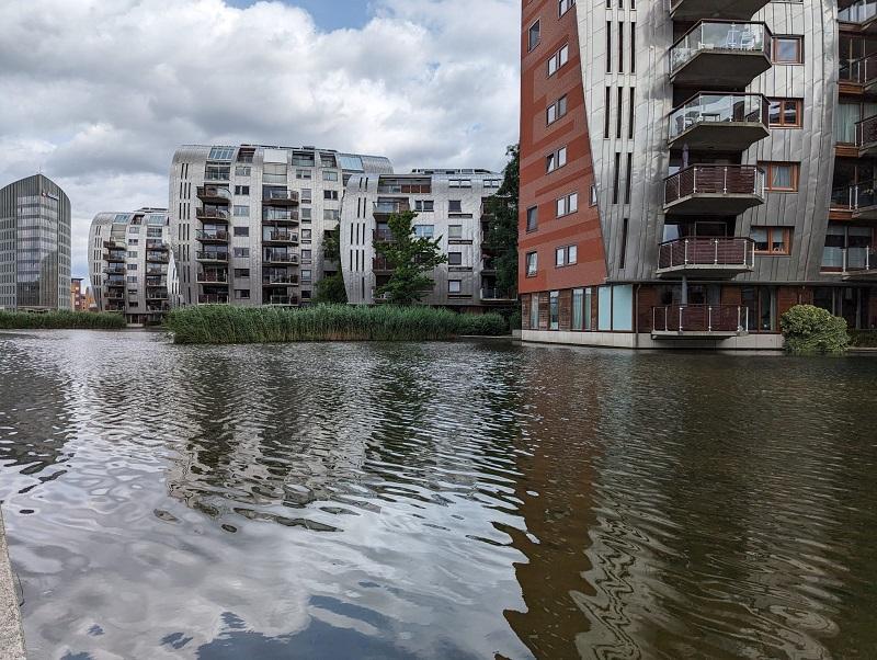 Waterplanten hofvijver Paleiskwartier den Bosch